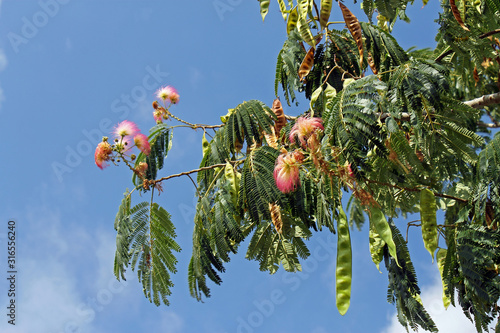 Mimosenbaum vor blauen Himmen photo