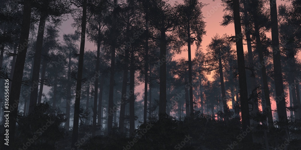 Forest in fog at sunset, trees in haze, park in the morning in smoke