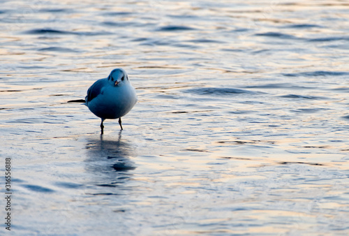 gulls hunting for food at dawn