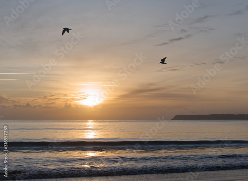gulls hunting for food at dawn