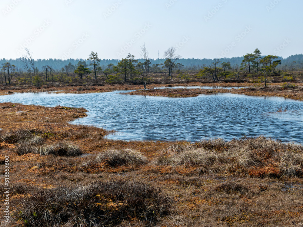 simple swamp landscape with swamp grass and moss in the foreground, small swamp pond and swamp pines in the background, blurry background