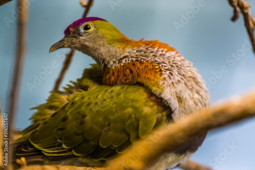 closeup of a superb fruit dove in a tree, beautiful and colorful bird specie, popular pet in aviculture photo