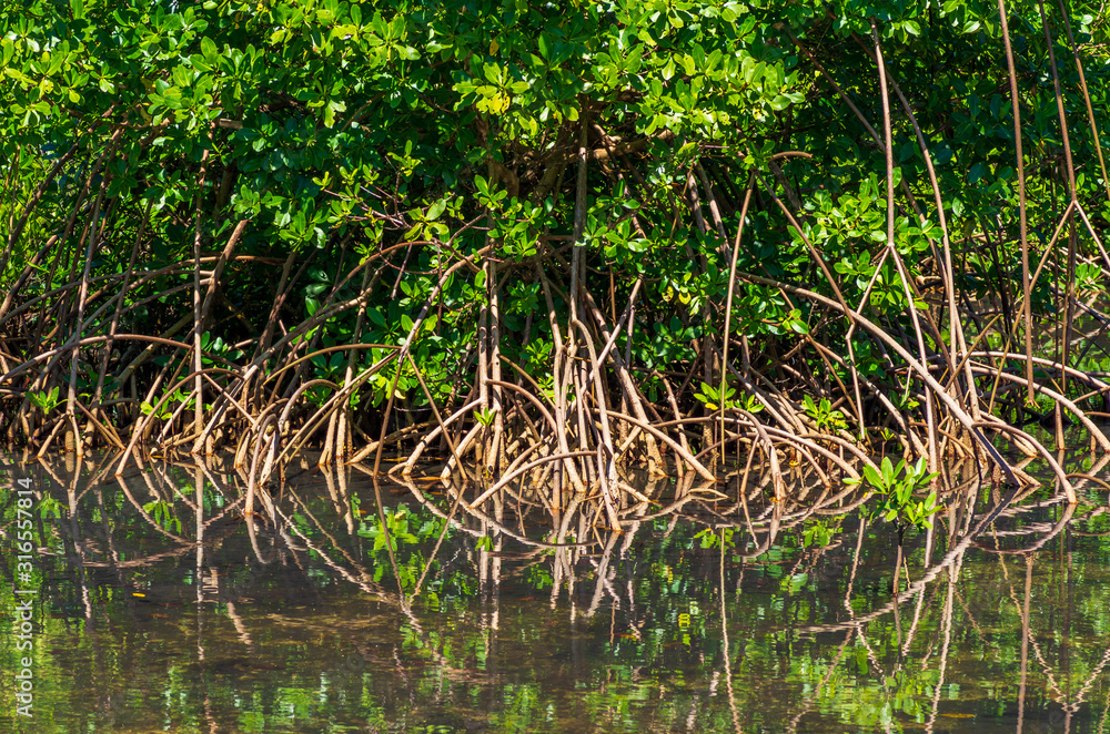Mangroves on the shore of a lake, roots and leaves reflected in the water Mangroves on the shore of a lake, roots and leaves reflected in the water