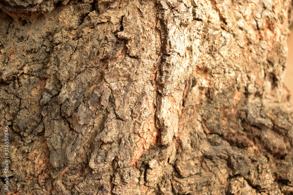 Tree Bark Texture Background Close-Up Image Tree Bark Texture Background Close-Up Image
