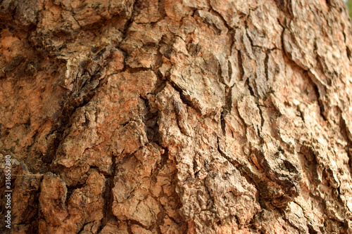 Tree Bark Texture Background Image