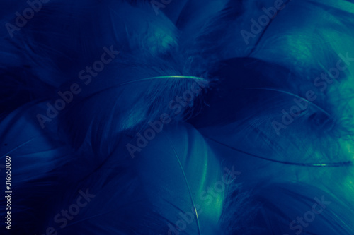 Beautiful abstract colorful green and blue feathers on white background and soft white feather texture on white pattern and blue background