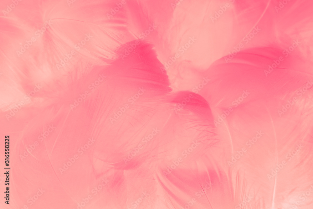 Beautiful abstract colorful white and red feathers on white background and soft white pink feather texture on pink pattern and light red background