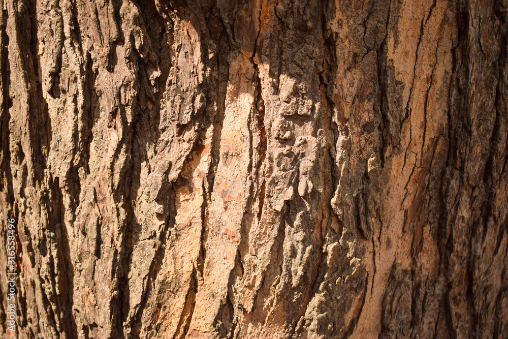 Tree Bark Texture Background Close-Up Image Tree Bark Texture Background Close-Up Image