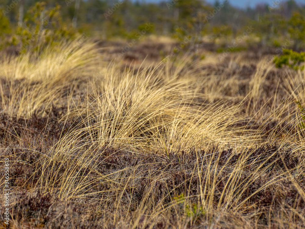simple swamp landscape with swamp grass and moss in the foreground, swamp pines in the background, blurry background simple swamp landscape with swamp grass and moss in the foreground, swamp pines in the background, blurry background