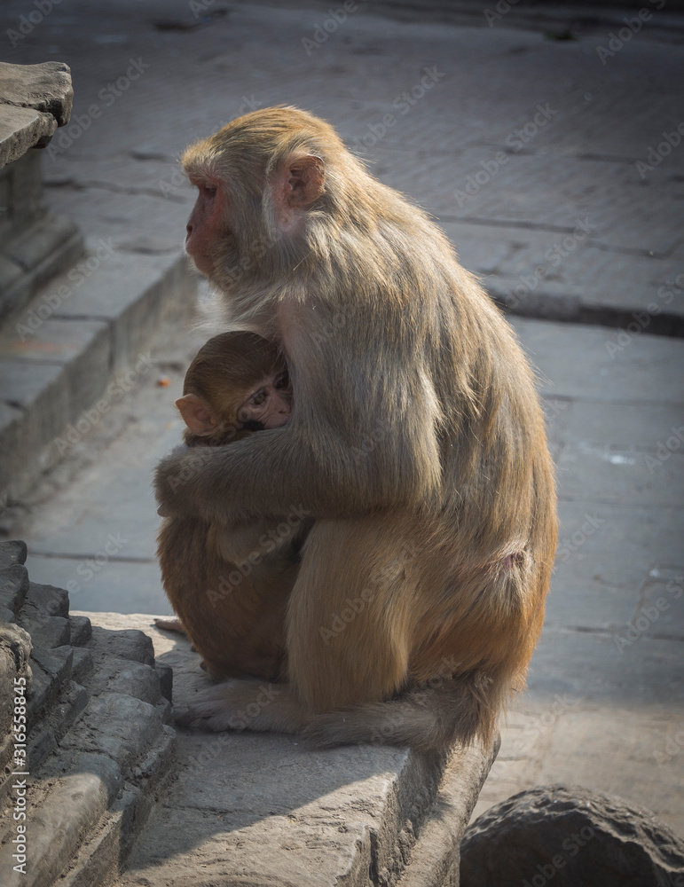 monkey in swayambunath monkey temple in Kathmandu, Nepal