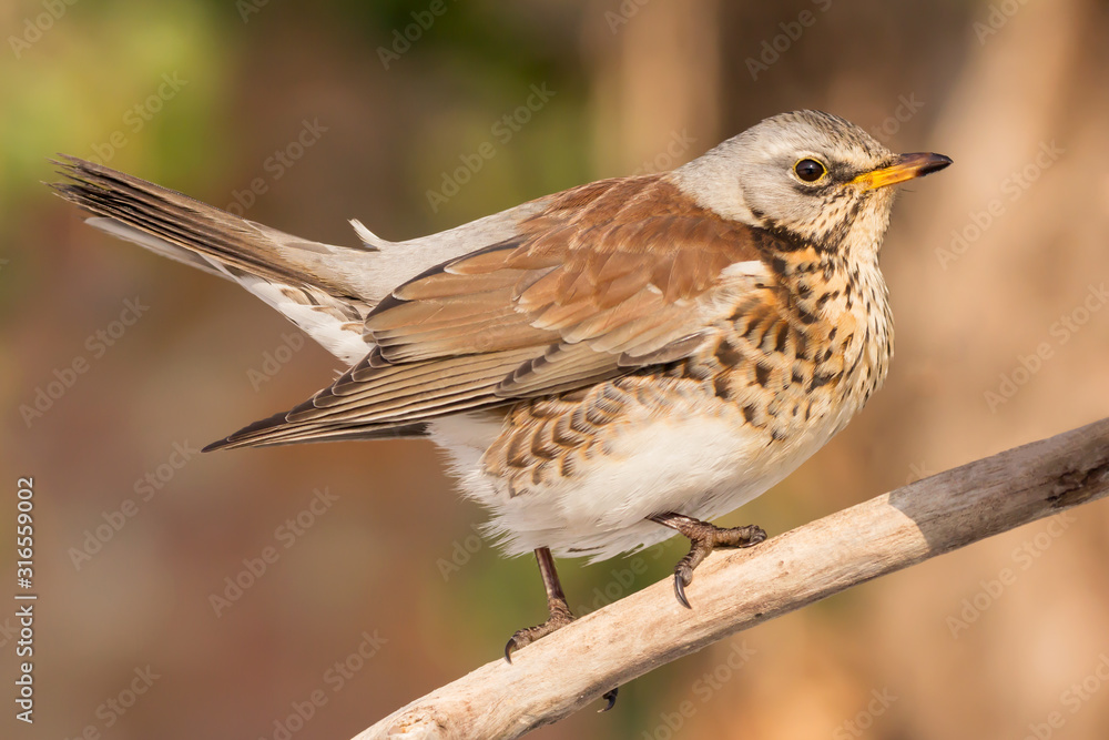 Fototapeta premium Fieldfare (Turdus pilaris) thrush bird close up