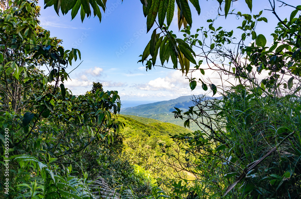 View out of the rainforest over the green island of Basse-Terre, Guadeloupe View out of the rainforest over the green island of Basse-Terre, Guadeloupe
