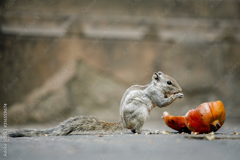 Fototapeta premium cute squirrel eating pomegranate seeds