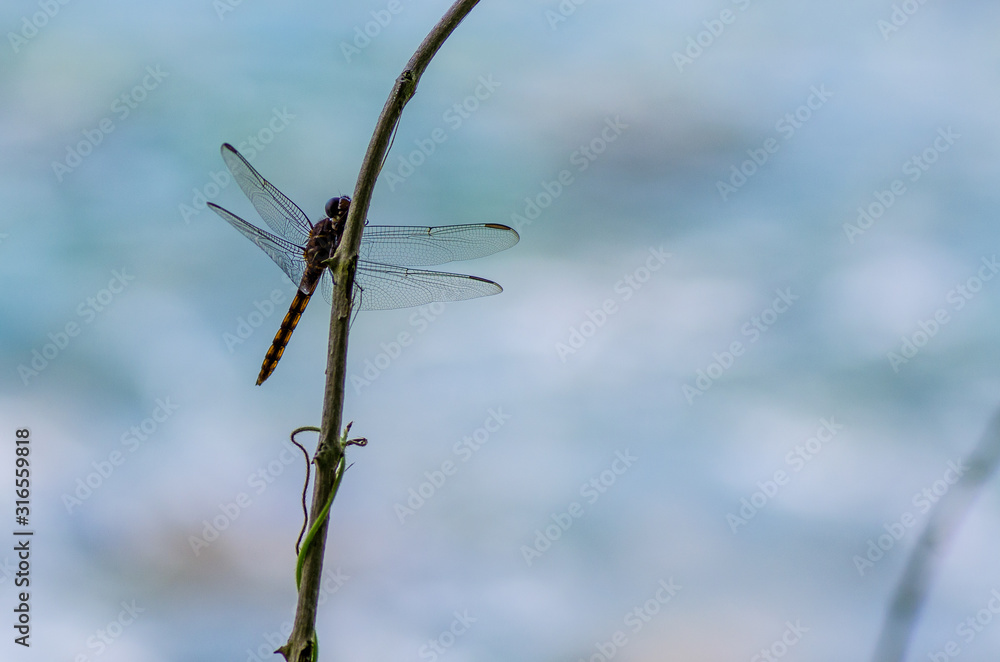 Dragonfly sits on a branch against a blue background Dragonfly sits on a branch against a blue background