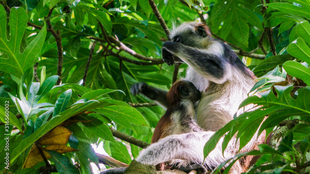 Fototapeta premium Red colobus monkey Tansania Sansibar Südafrika