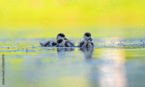 Canvas-taulu The ducklings ruddy shelduck (Tadorna ferruginea) float on the water