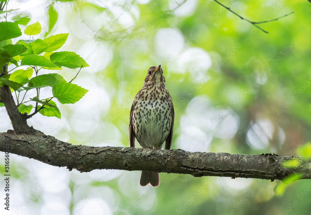Obraz premium The song thrush (Turdus philomelos) is a thrush that breeds across much of Eurasia. Song thrush (Turdus philomelos) in nature. Wonderful moments of wildlife. 
