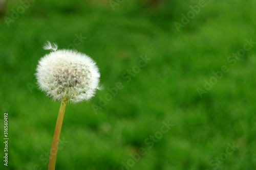 Closeup a Dandelion flower head on blurry green meadow with copy space