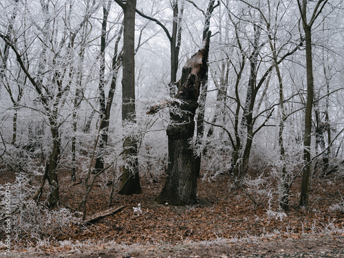 trees in forest, frozen landscape