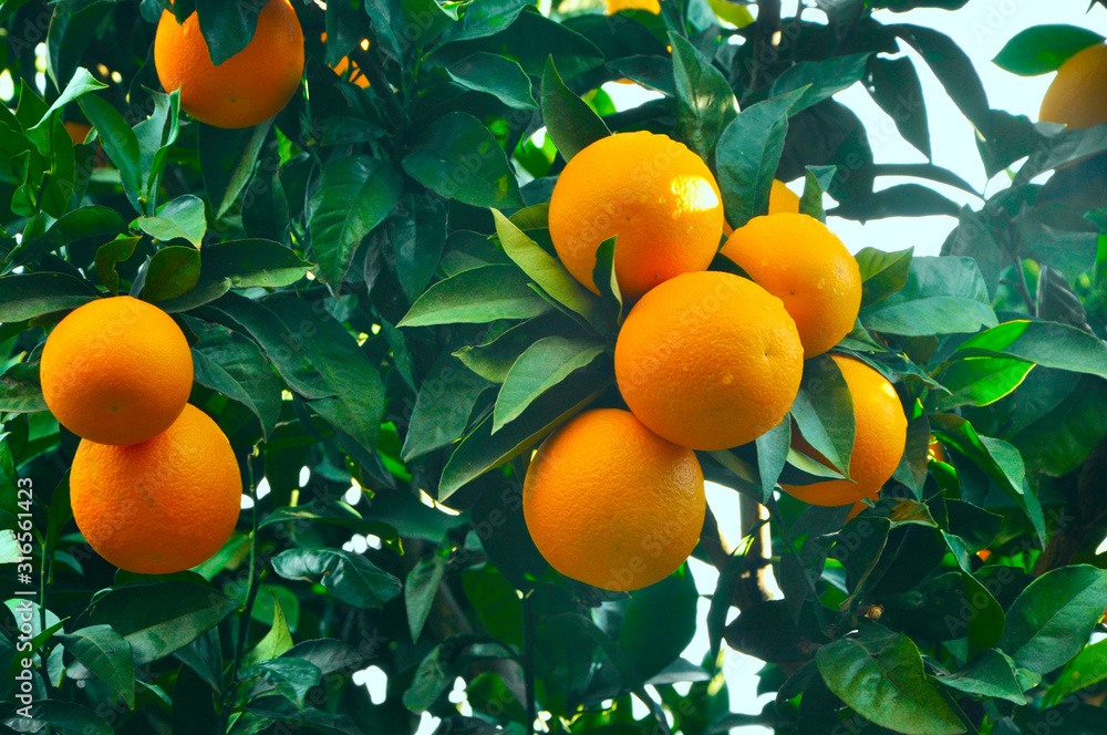 ripe oranges on a tree