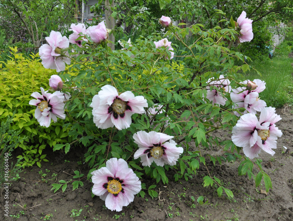 In the spring, a peony (Paeonia suffruticosa) blooms in the garden. In the spring, a peony (Paeonia suffruticosa) blooms in the garden.