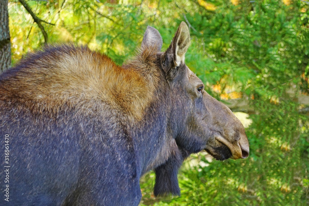 A cow moose at a wildlife park in Nova Scotia, Canada A cow moose at a wildlife park in Nova Scotia, Canada