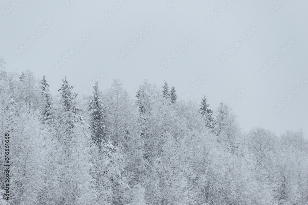 The forest has covered with heavy snow and bad weather sky in winter season at Holiday Village Kuukiuru, Finland. The forest has covered with heavy snow and bad weather sky in winter season at Holiday Village Kuukiuru, Finland.