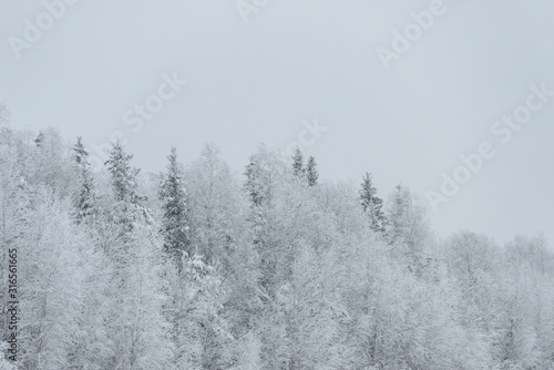 The forest has covered with heavy snow and bad weather sky in winter season at Holiday Village Kuukiuru, Finland. © Joeahead