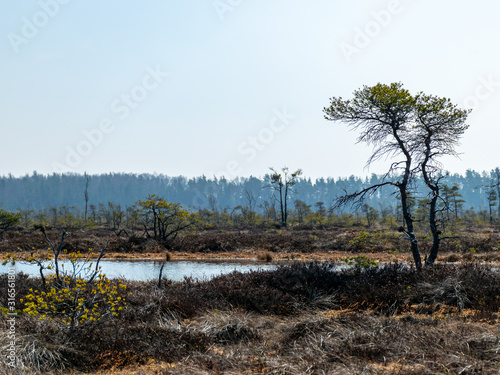 simple swamp landscape with swamp grass and moss in the foreground, swamp pines in the background, blurry background