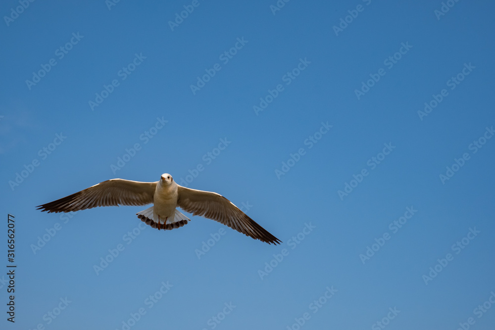 Seagull flying on the sea in Thailand Seagull flying on the sea in Thailand
