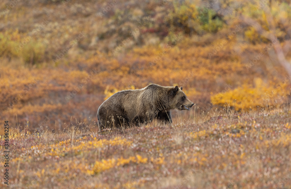 Fototapeta premium Grizzly Bear in Autumn in Denali National Park Alaska