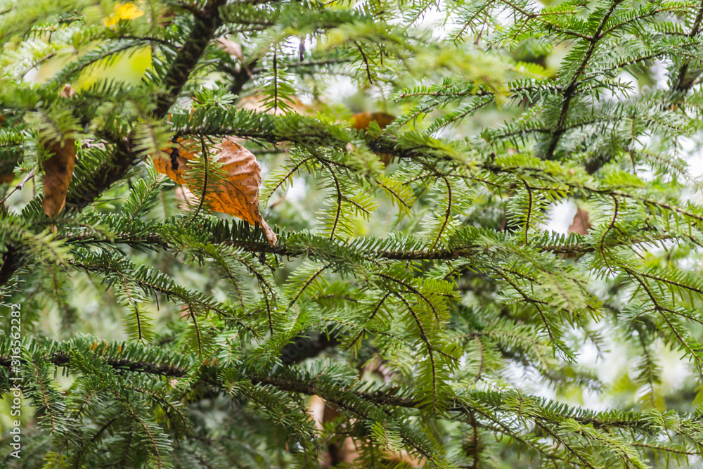 The branches of evergreen trees Firs The branches of evergreen trees Firs