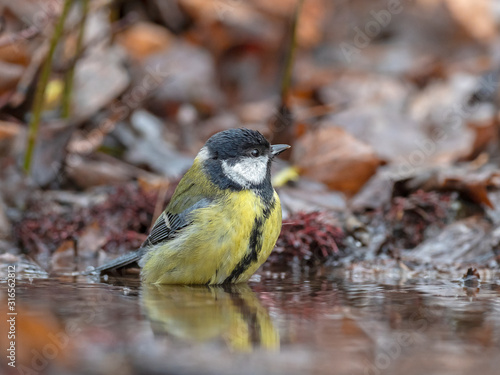  Great tit (Parus major) bathes in water in nature amidst the autumn entourage. The  great tit (Parus major) is a small passerine bird in the tit family, Paridae. photo