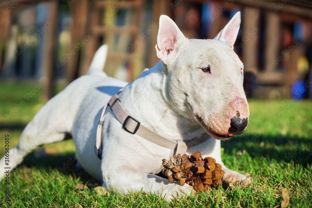 White bull terrier in a harness playing with a large pine cone on green grass outdoors