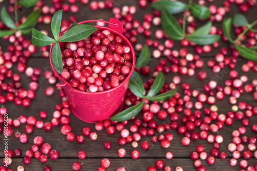 harvest of ripe forest cranberries. fresh cranberries in a small red bucket close-up. cranberries scattered on the table.
