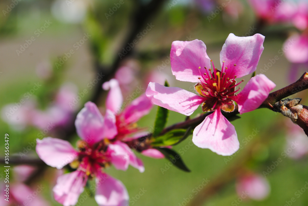 Peach blossom in spring. Pink buds and flowers on a tree branch. Peach blossom in spring. Pink buds and flowers on a tree branch.