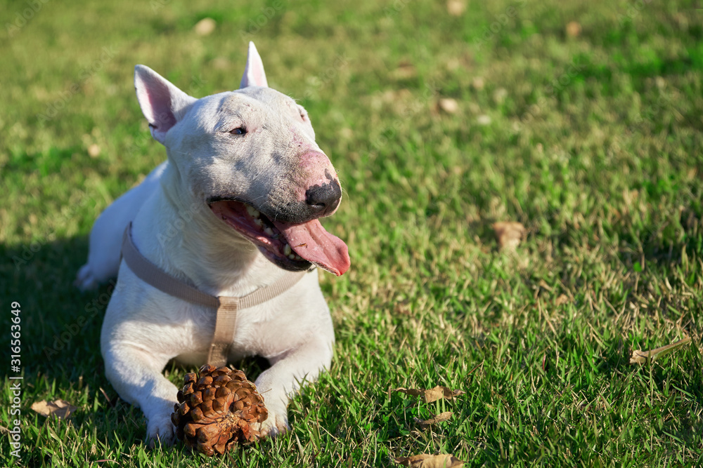 White bull terrier with a wounded nose wearing a harness with a large cone lying on green grass outdoors in summer day with a copy space. A Dog lying with his tongue out
