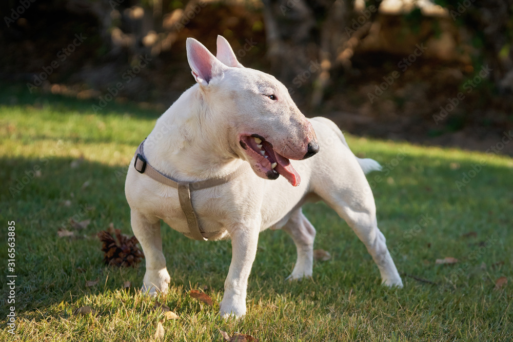 White bull terrier wearing a harness standing with his tongue out on the green grass outdoors in sunny summer day