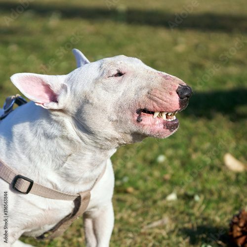 White bull terrier showing his big teeth on green grass outdoors