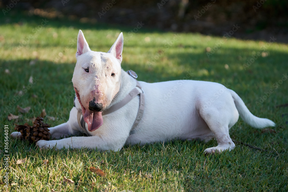 White bull terrier with a large cone lying on green grass outdoors