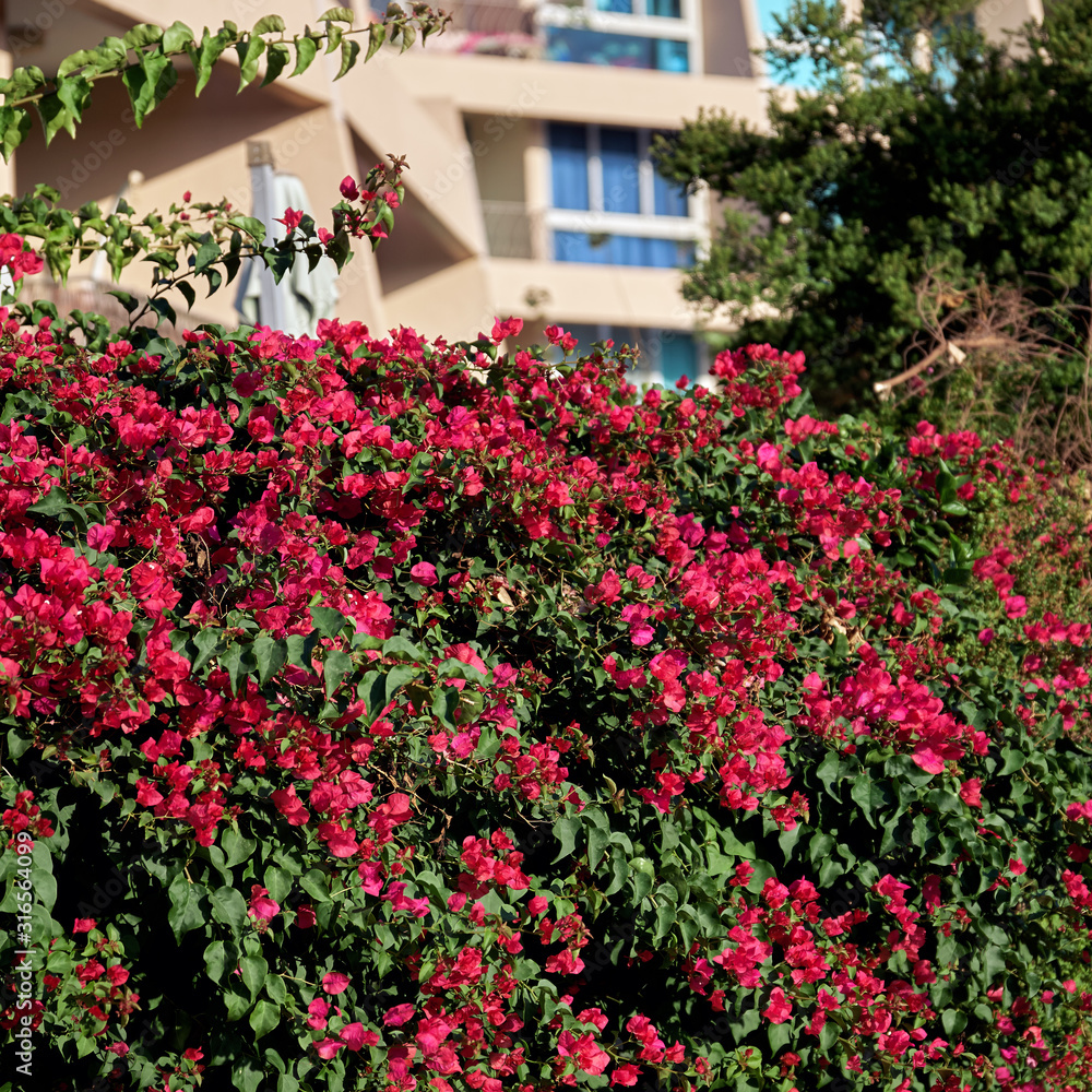 Naklejka premium Bougainvillea flowers growing in front of a house