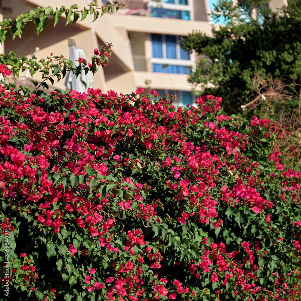Bougainvillea flowers growing in front of a house