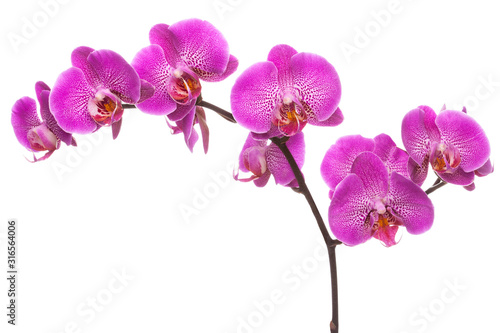 Fototapeta Branch of pink blooming orchid.
