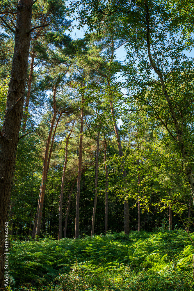 Naklejka premium View into the sunny forest, Germany