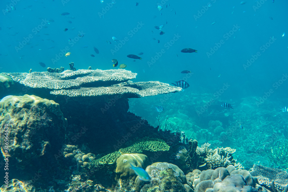 Fototapeta premium Unterwasseraufnahmen: Fische, Korallen