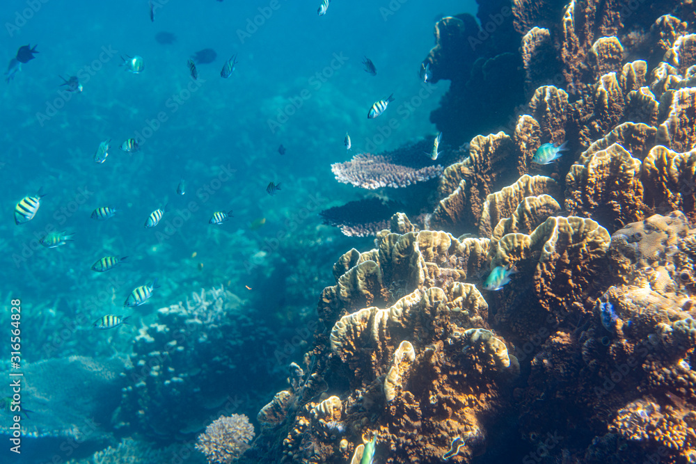Unterwasseraufnahmen: Fische, Korallen Unterwasseraufnahmen: Fische, Korallen