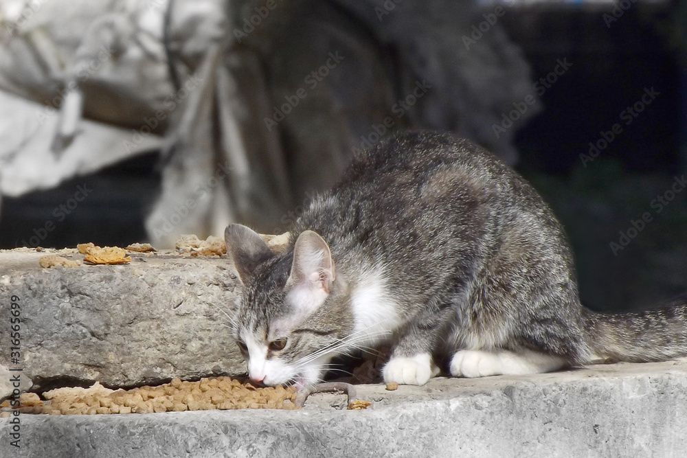 A hungry lonely street cat eagerly eats food brought to him on a concrete stone. Blurred background.