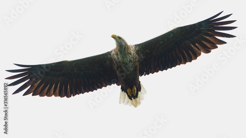Tableau sur toile Sea eagle