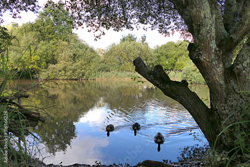 ducks paddling in a park lake