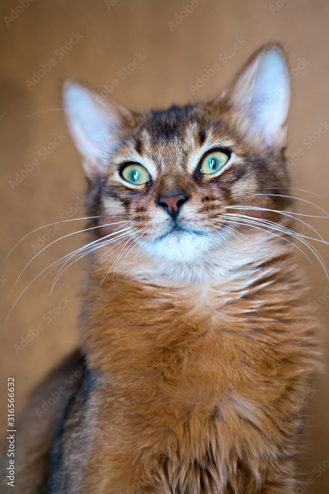fluffy red cat with green eyes (Somali breed) sits